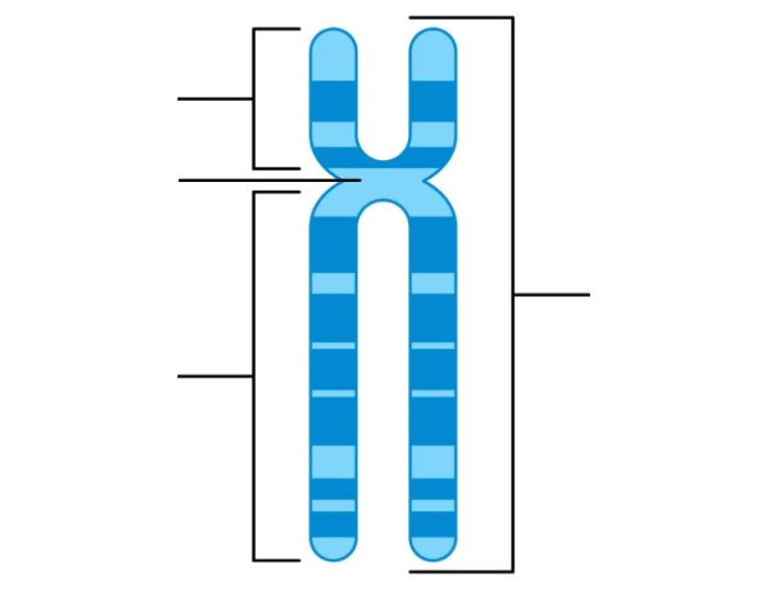 Basic Chromosome Labeling Quiz