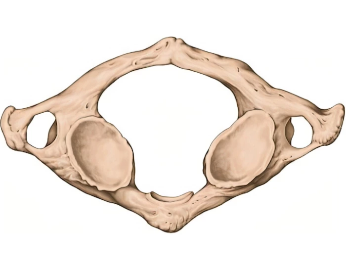 Atlas bone markings Quiz