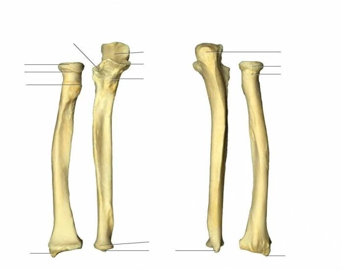 Radius With Labels label radius n ulna Quiz