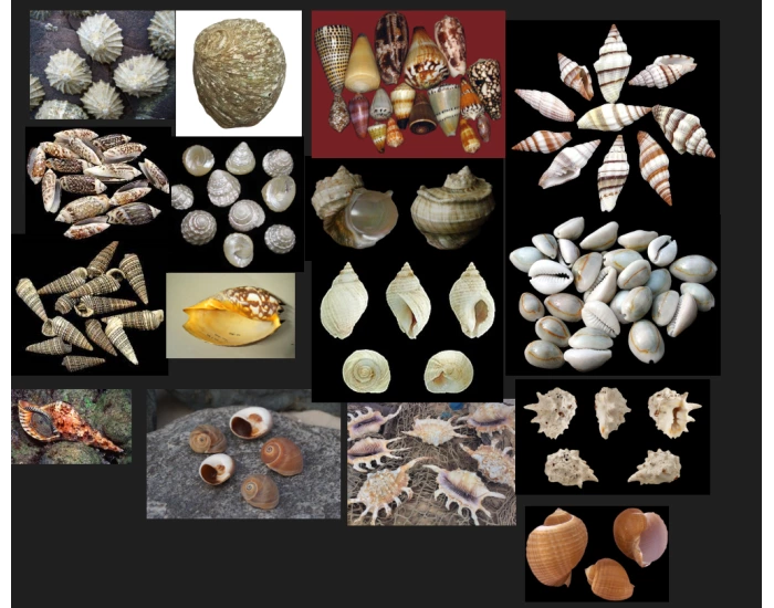 How Do Spell Shells Shells collection B Quiz