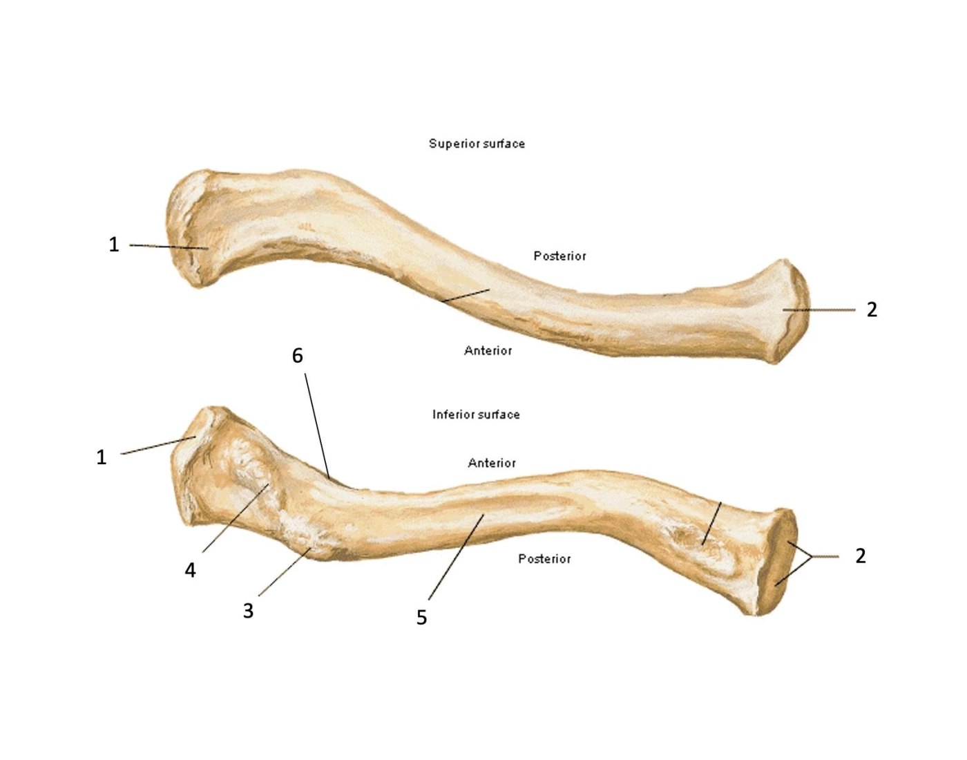 Label Clavicle Quiz