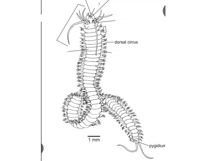 POLYCHAETA ANATOMY Quiz