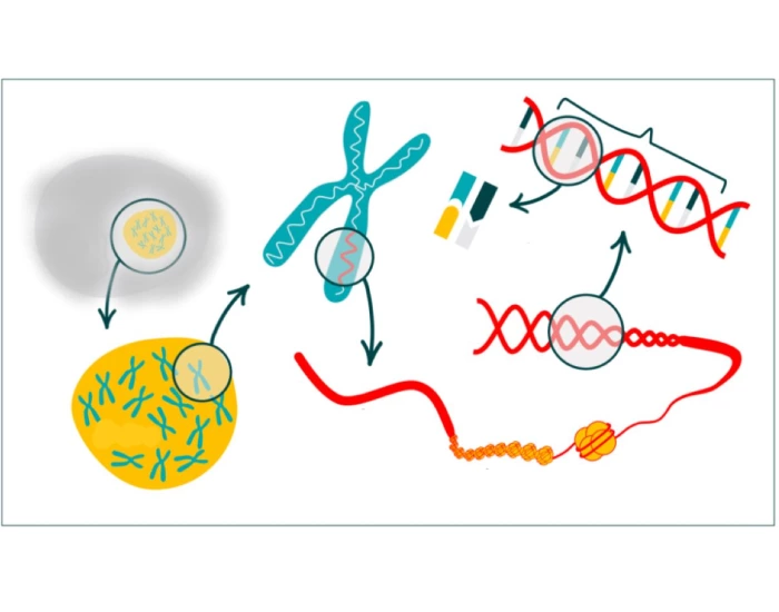 From Cell To Chromosome Quiz from-cell-to-chromosome-quiz