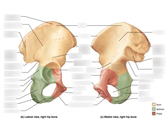 Hip Bone Labeling Quiz Biology Diagrams