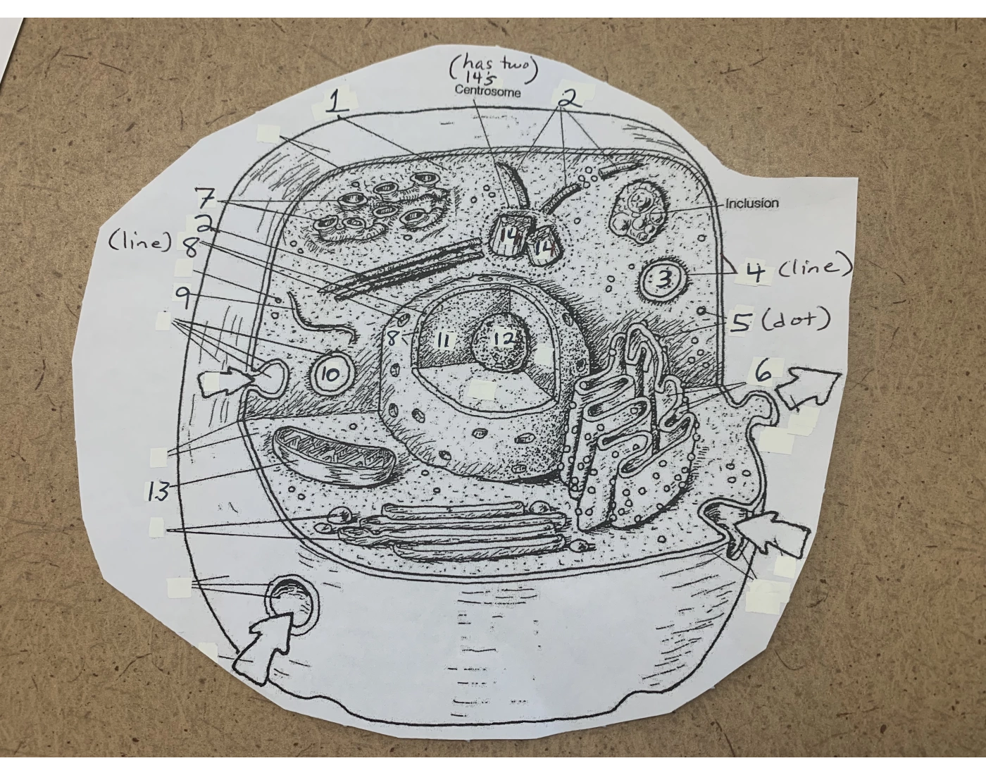 Generalized Cell Map Activity Generalized Cell Labeling Quiz