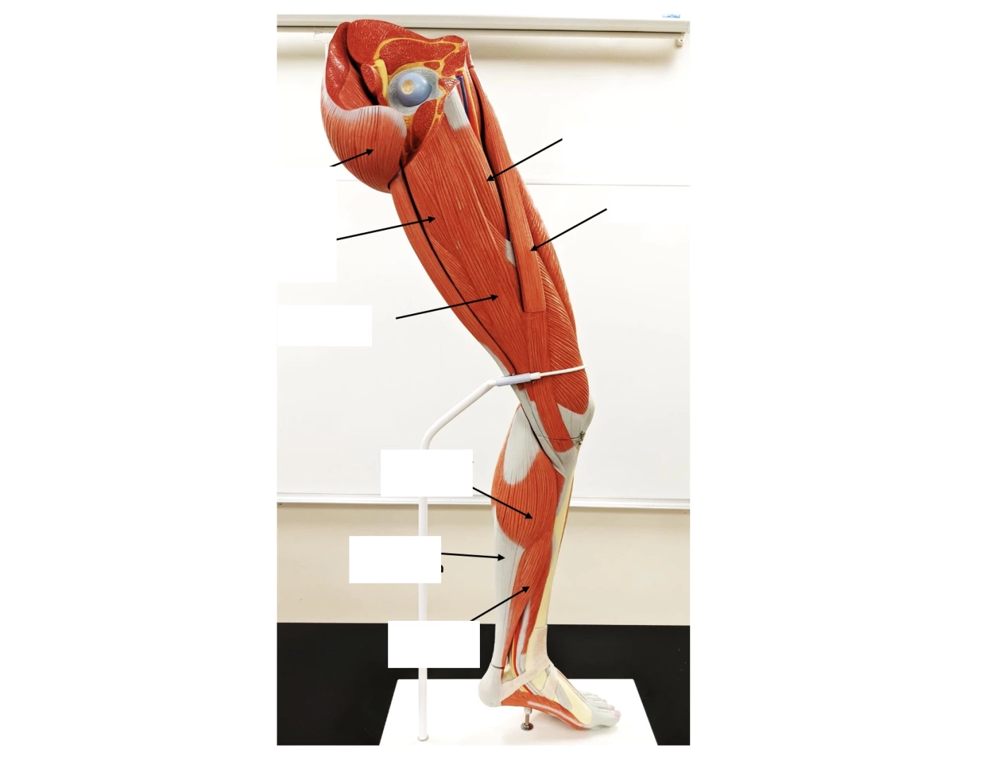Internal Legs Muscles of Interior Leg Quiz