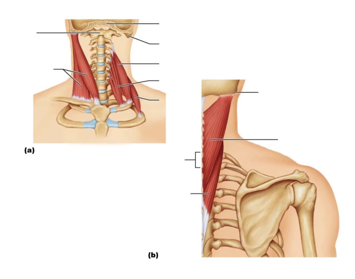 Muscles of the Neck & Vertebral Column — Printable Worksheet