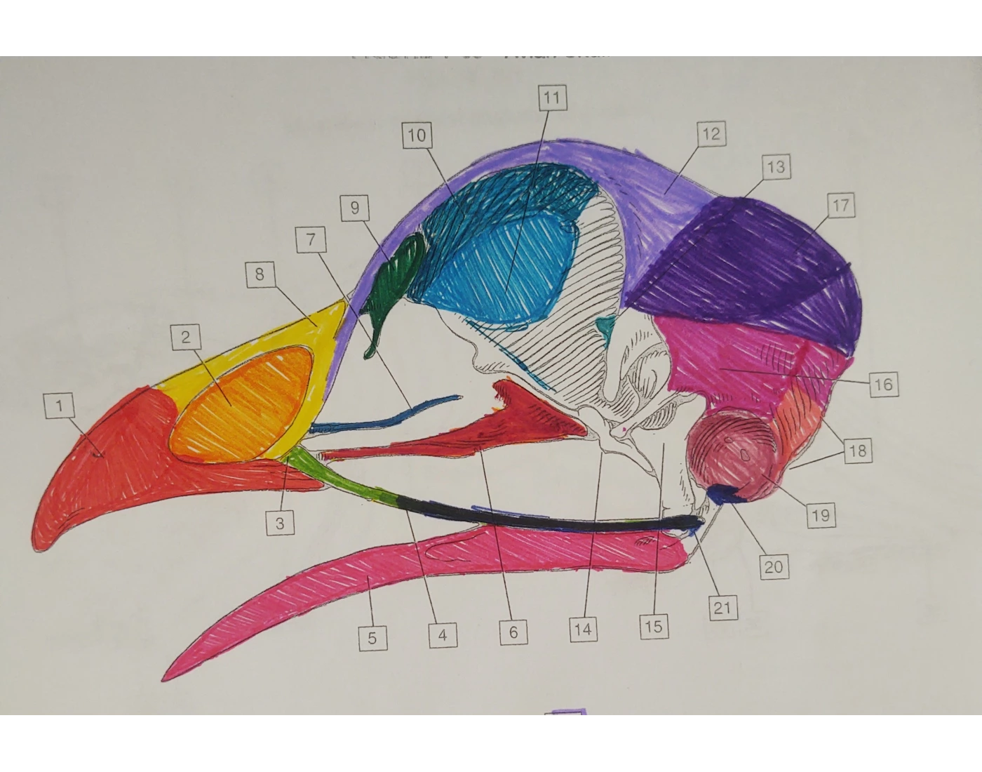 Avian Skull Anatomy Quiz Avian Skull Anatomy Quiz
