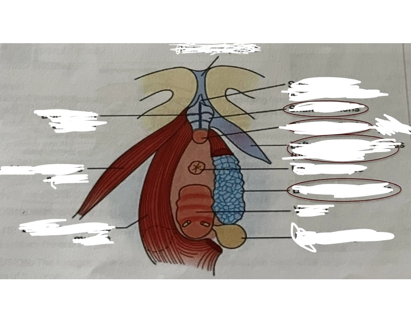 Cletorius Structures of the Clitoris — Printable Worksheet