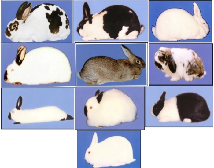 Rabbit breeds Quiz