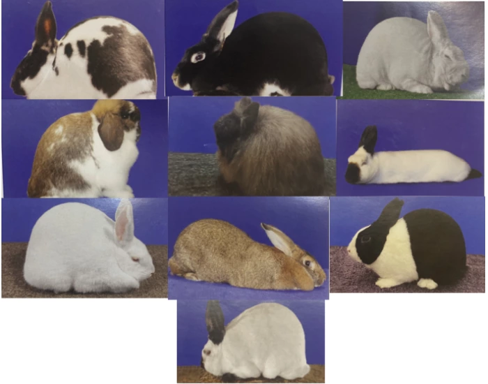 Updated rabbit breeds Quiz