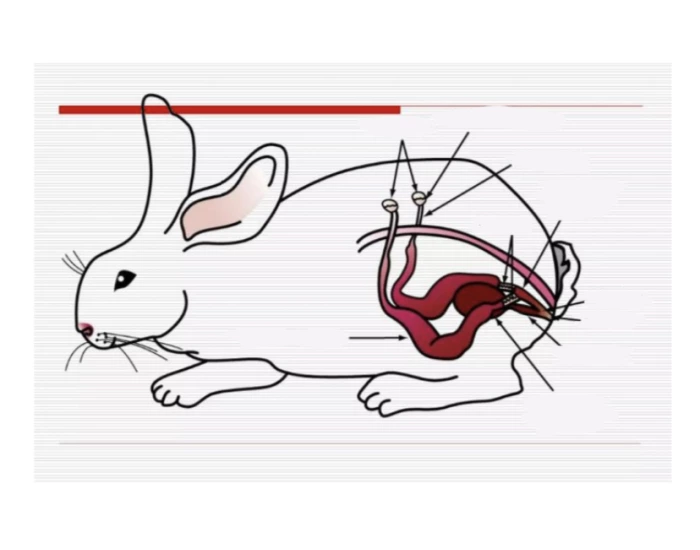 Female rabbit reproductive anatomy Quiz