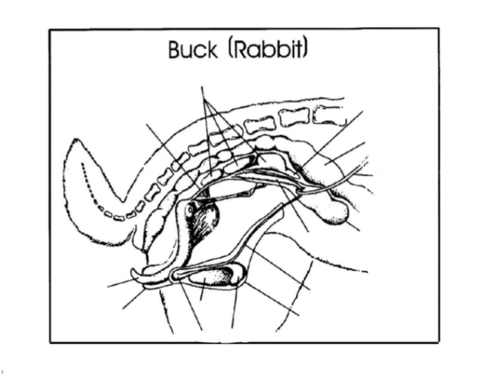 Male rabbit reproductive anatomy Quiz
