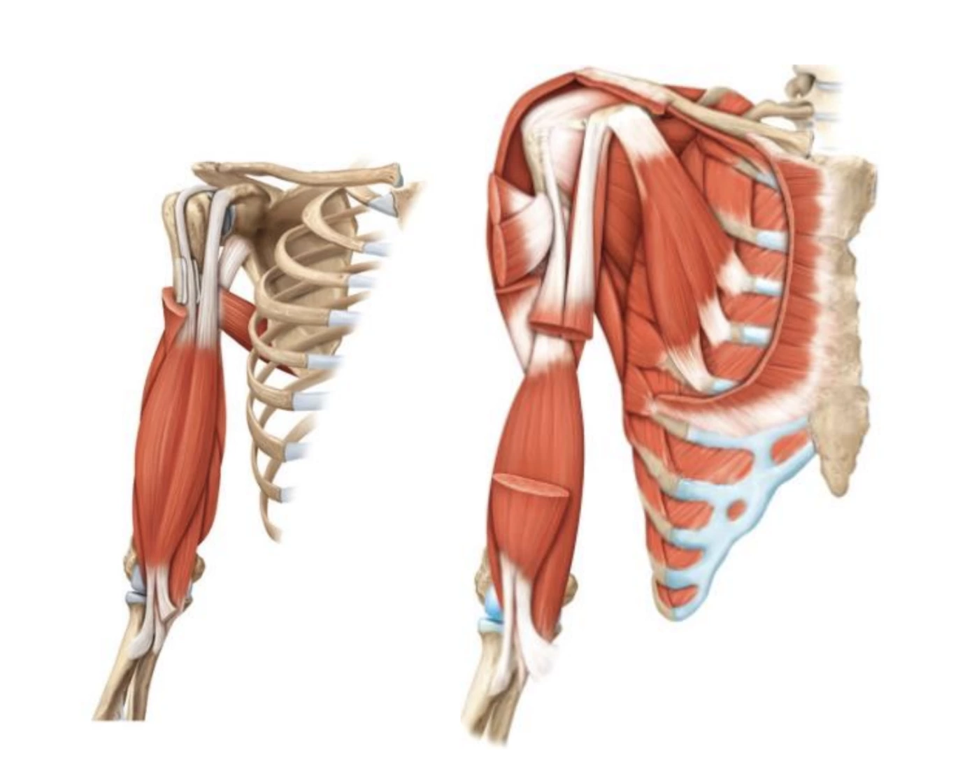 Muscles of the Arm Anatomy Quiz Biology Diagrams