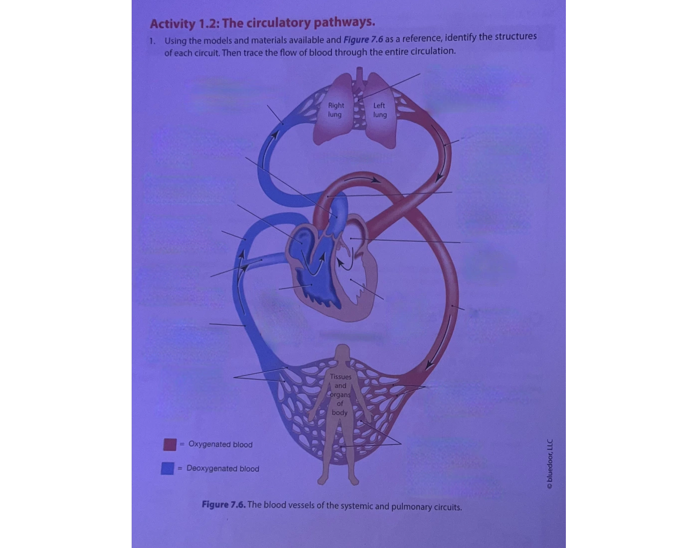 circulatory pathways Quiz