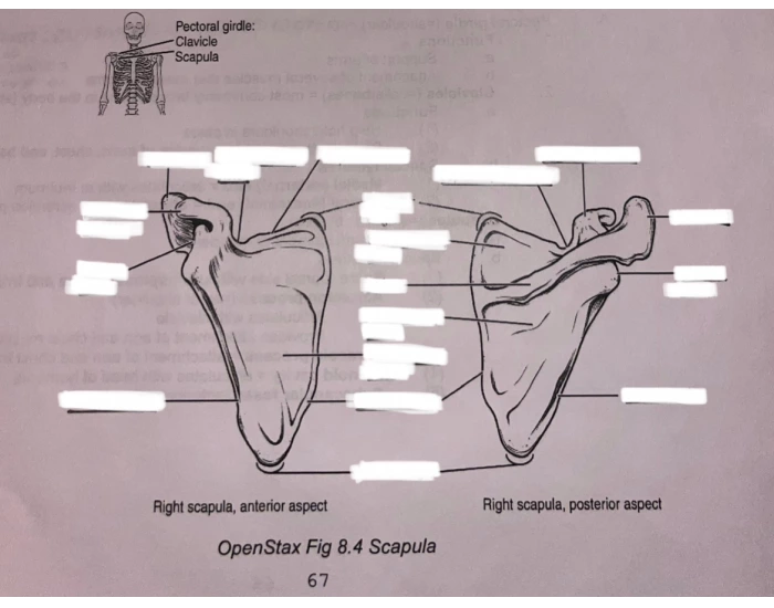 Scapula Radiograph Template Scapula Model — Printable Worksheet
