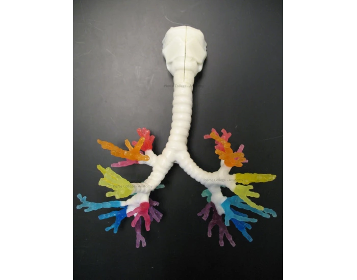 brachial tree model — Printable Worksheet