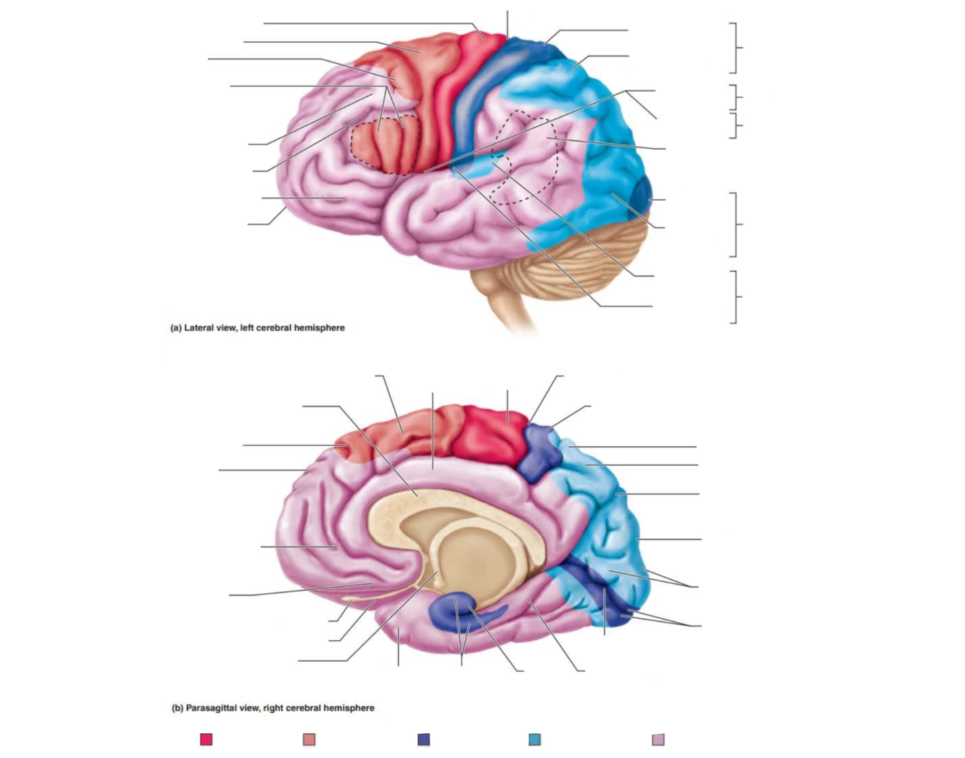 Cerebral Cortex Worksheet Functional & Structural Areas of Cerebral Cortex — Printable Worksheet