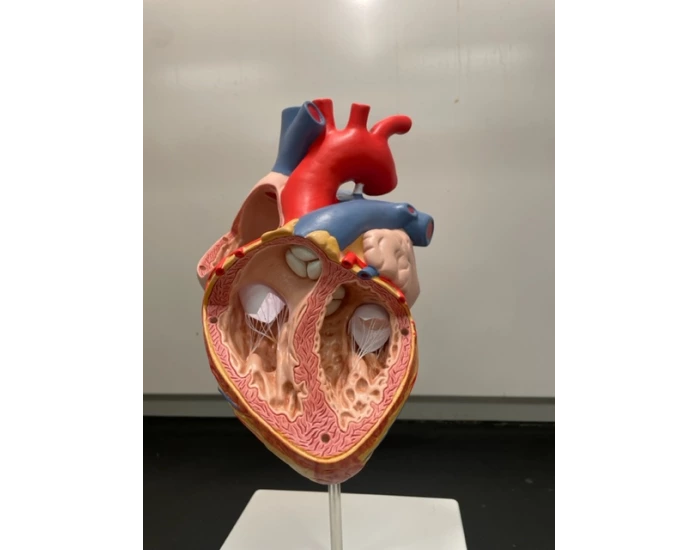 front heart model Quiz