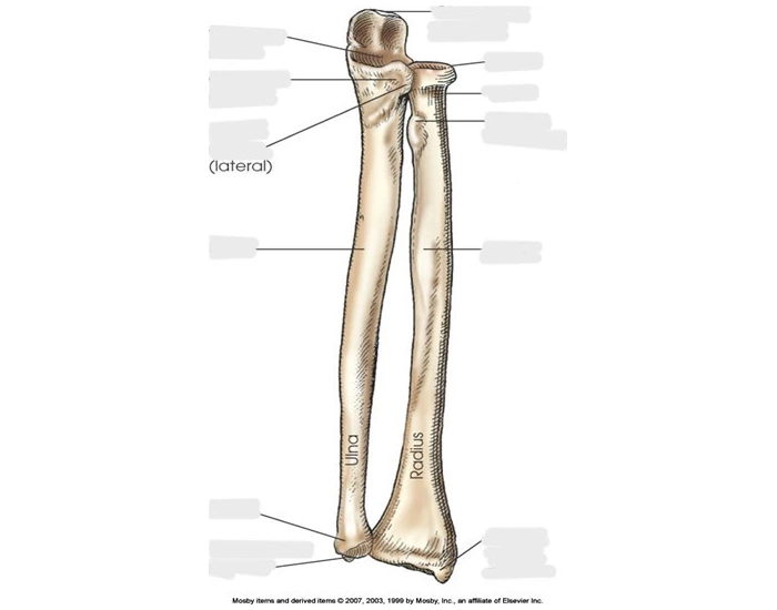 Anterior Forearm Labeling Quiz