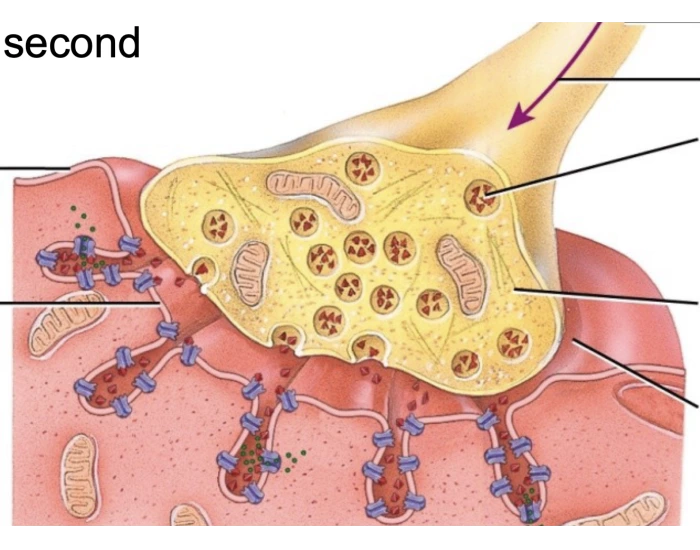 Anatomy of neuromuscular junction Quiz Biology Diagrams