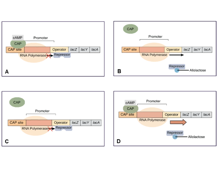 Lac Operon Types Quiz