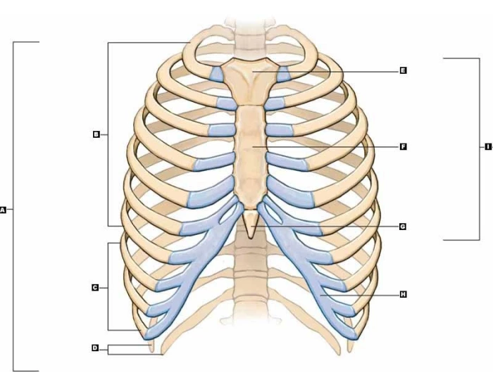 First Rib Markings Ribs and Sternum - Bone Markings Quiz
