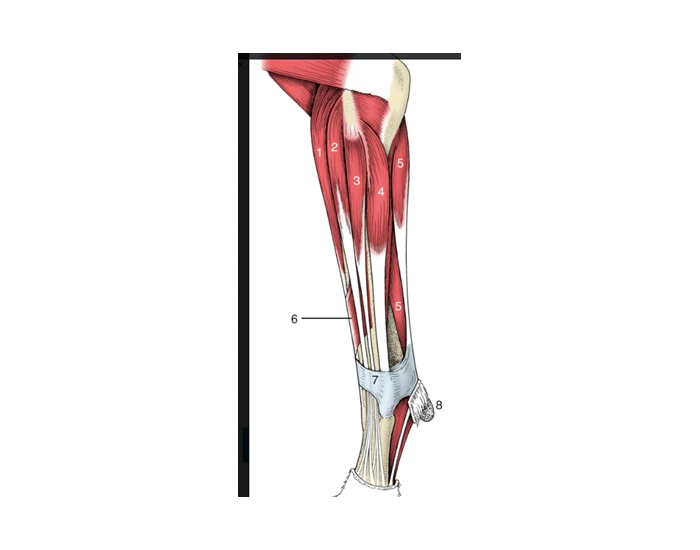 Forelimb Varus Muscles of Forelimb - Lateral View of Left Limb — Printable Worksheet