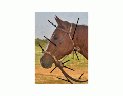 Horse Hackamore with a Fiador (Jaquima)