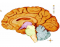 Brain Structure Identification
