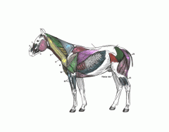 Superficial Muscles of the Horse