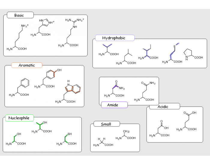 Amino Acids Quiz
