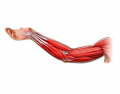 Anatomia Humana: Músculos anteriores membro superior