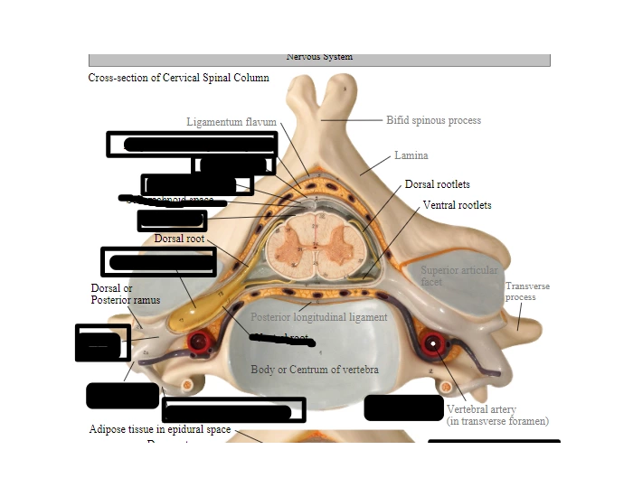 Spinal Column Point Cervical spinal column part 1 Quiz