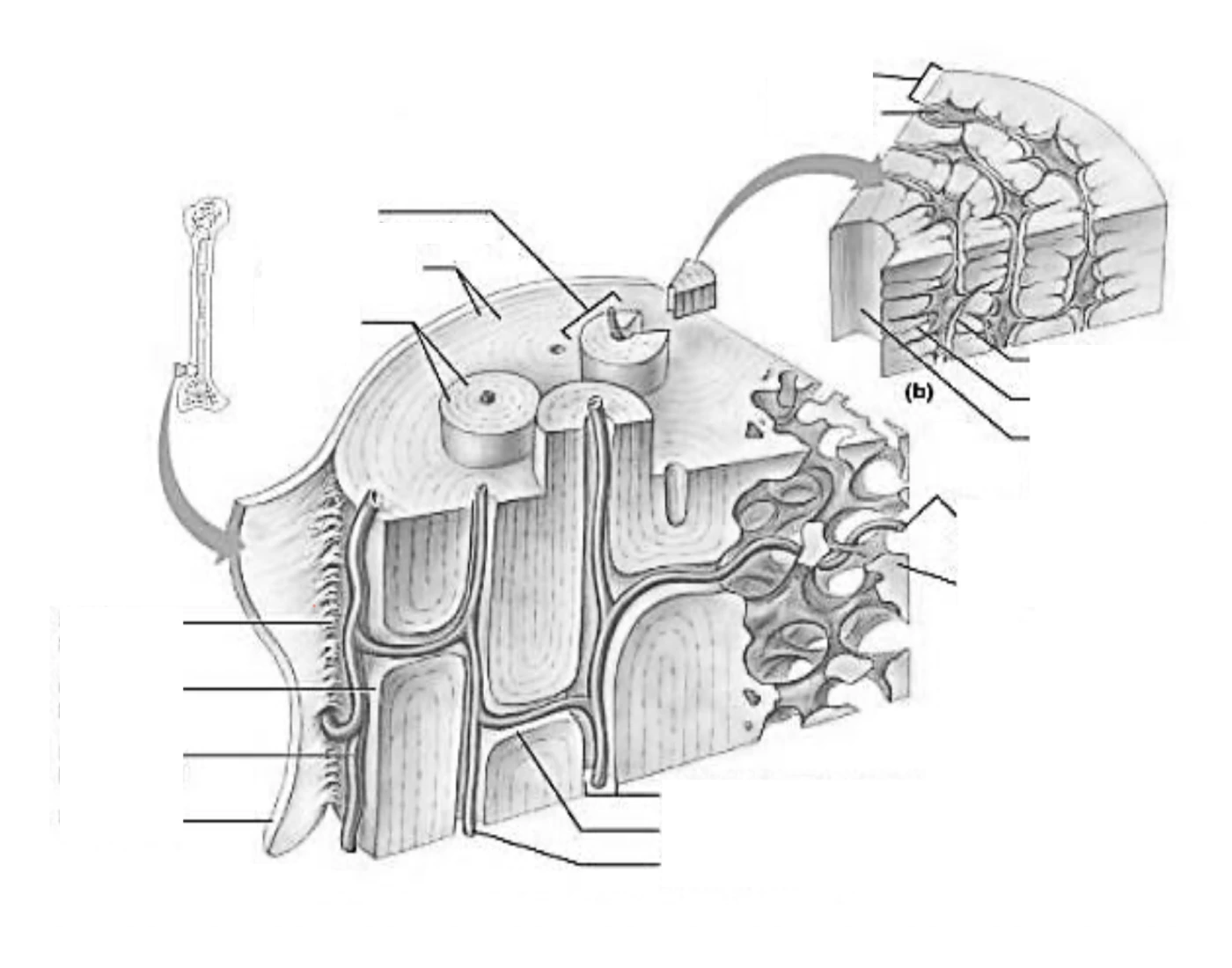 Microscopic Structure of Compact Bone Quiz