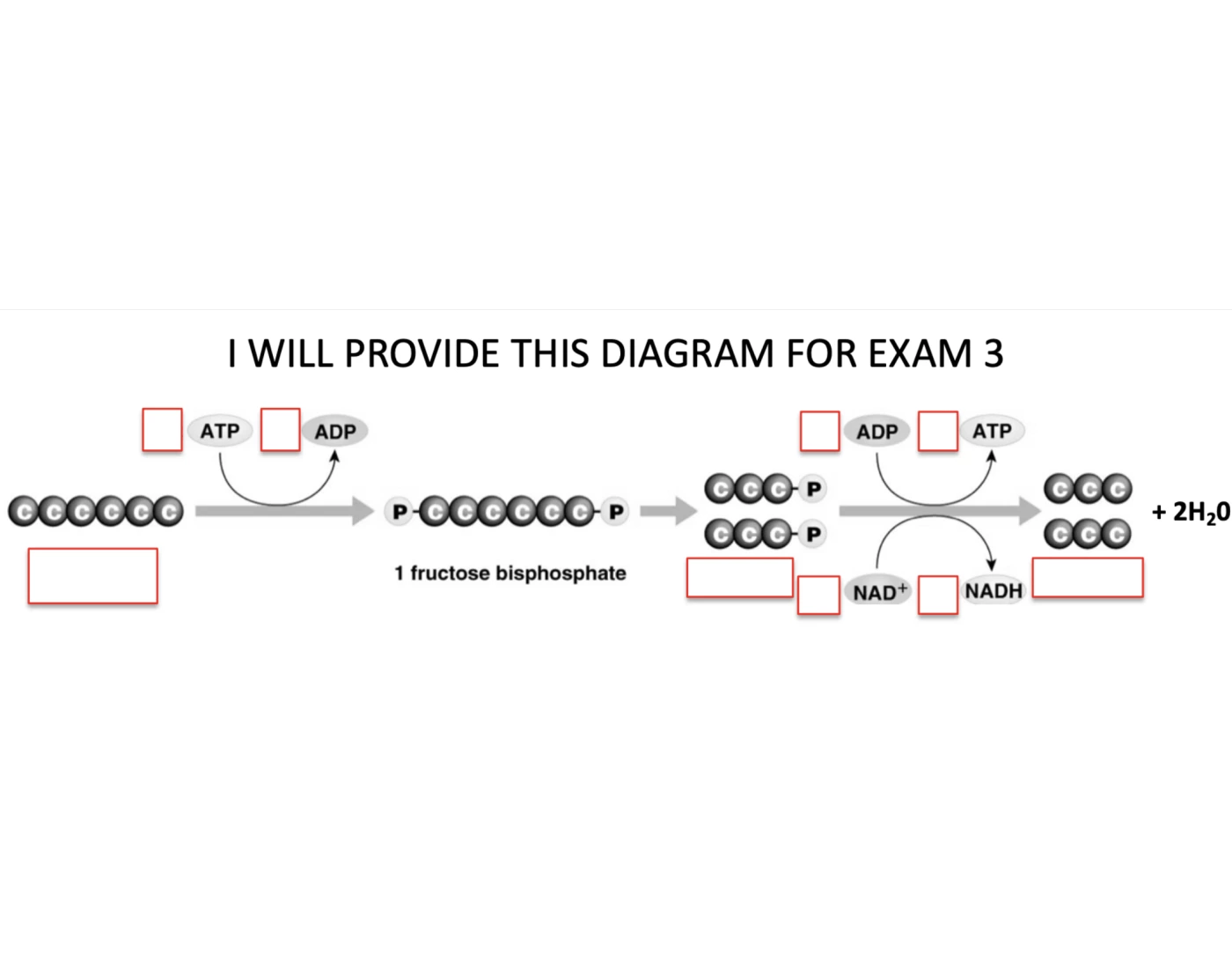Glycolysis Quiz