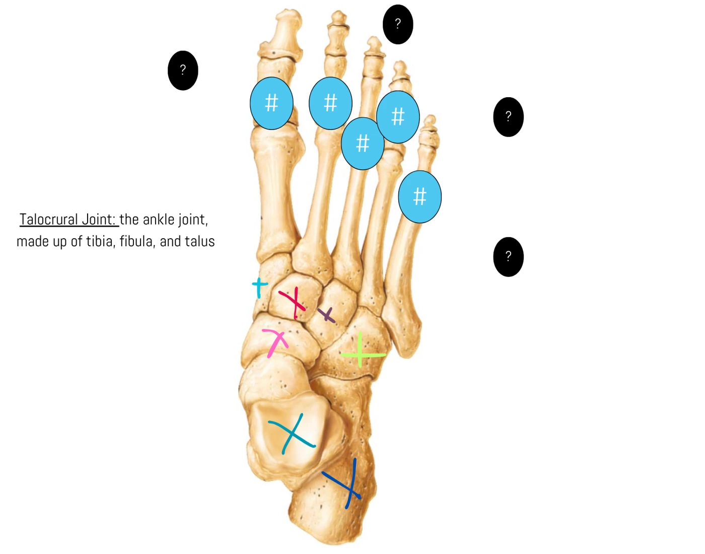 Footel footLE&AXIAL Bones Quiz