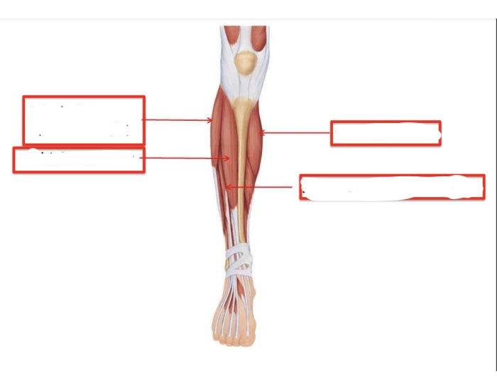 tib/fib muscles Quiz