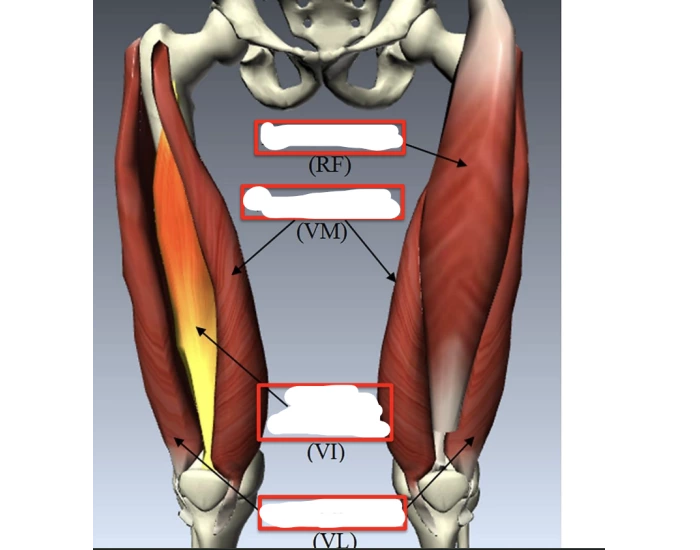 femur muscles Quiz