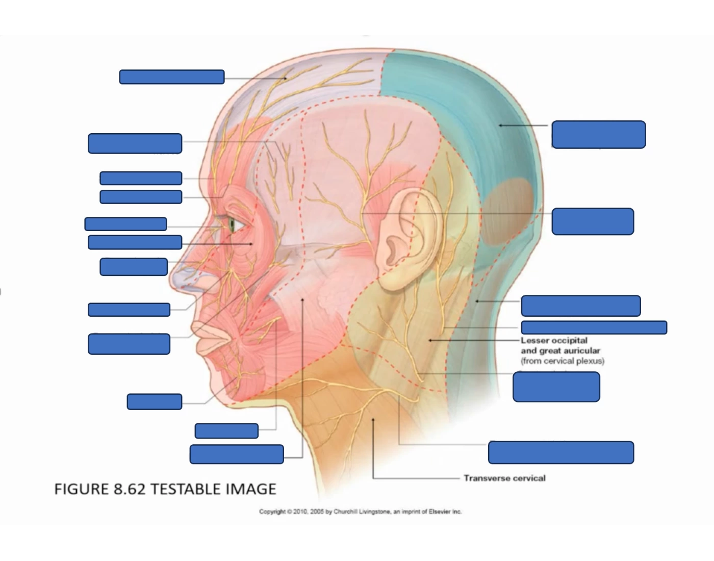 Left Head Innervation Innervation of the Head and Neck Quiz