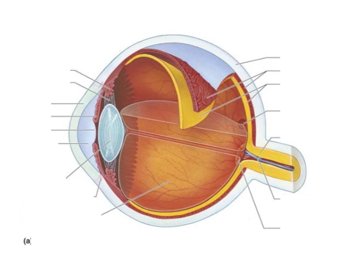 Eye Anatomy Diagram Quiz Biology Diagrams