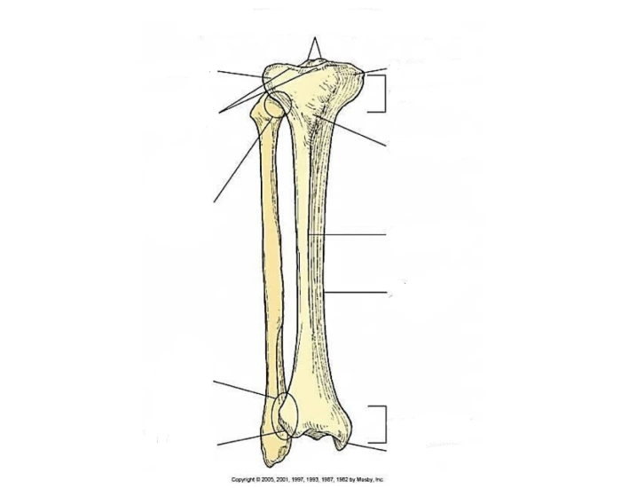 Fibia Rentcula tibia and fibia leg anatomy Quiz