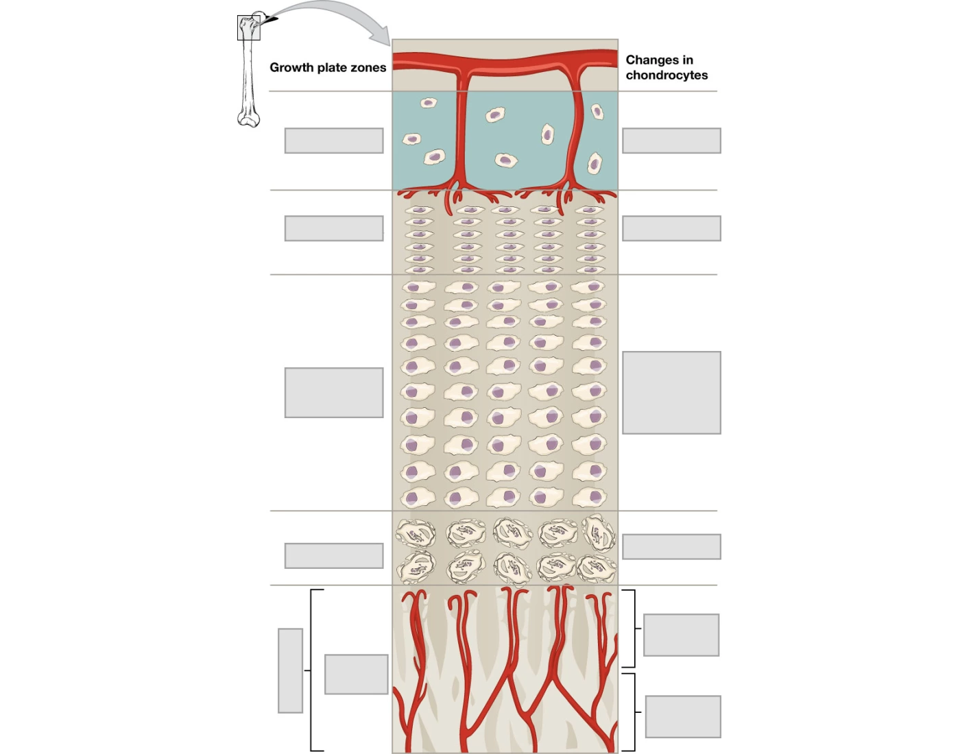 Growth Plate Chart.pdf Growth Plate Zones — Printable Worksheet