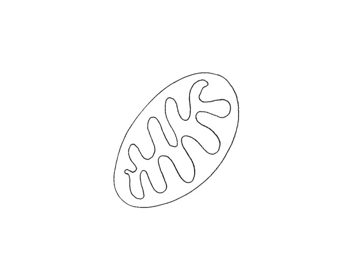 Structure of mitochondrion Quiz