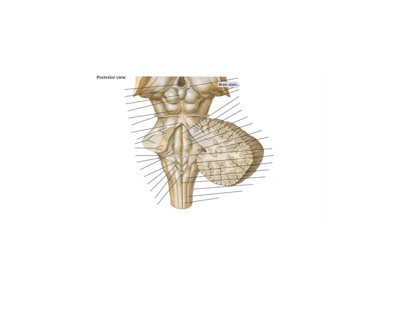 Pons Worksheet posterior pons/medulla — Printable Worksheet