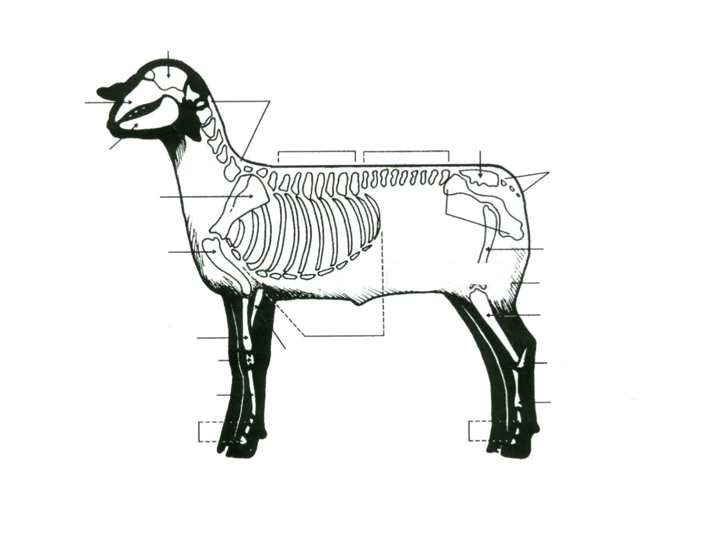 Sheep Keleton Sheep Skeleton Quiz