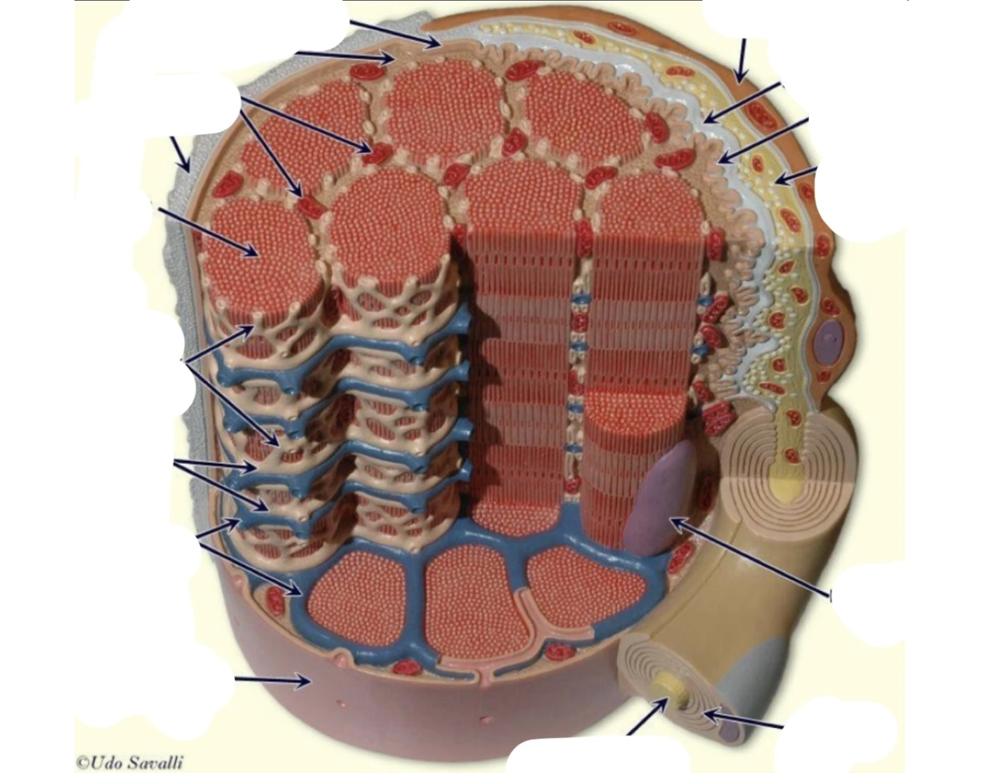 Neuromuscular Junction Model Quiz