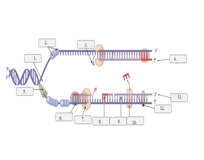 Dna Replication Test DNA replication diagram Quiz