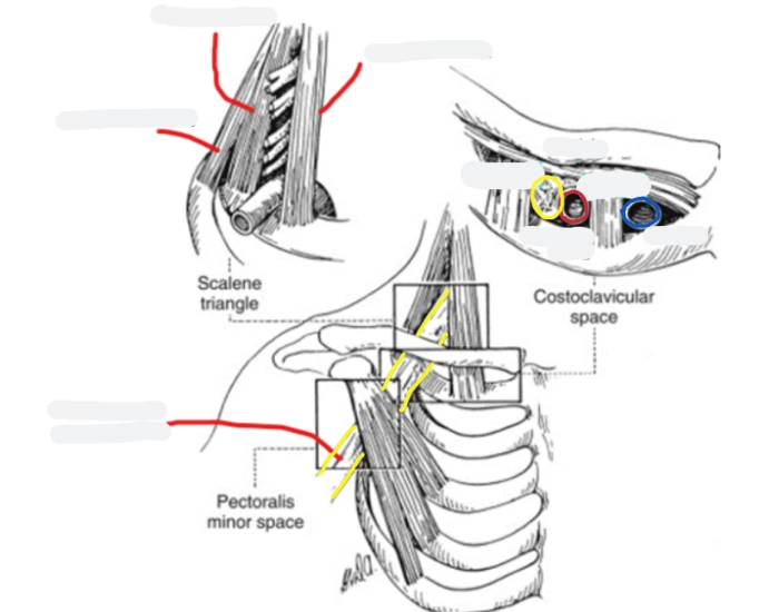 Thoracic Inlet Reflux ANAT1452 Thoracic Inlet Quiz