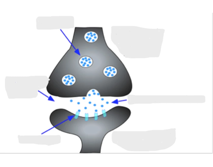 Synapse Structure and Activity Anatomy — Printable Worksheet